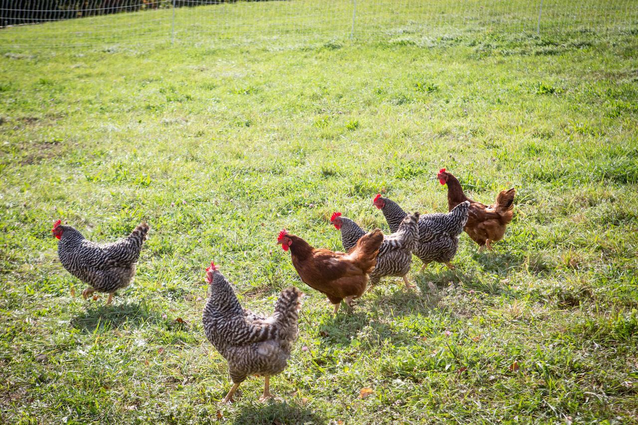Villa Woodstock Sustainable Farms Zimmer foto